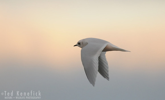Ross's Gull in Flight, Barrow, Alaska