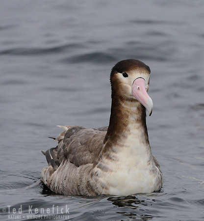 Rare -- Short-tailed Albatross near Herbert Island, Alaska