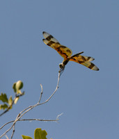 Halloween Pennant Dragonfly, Key Largo, Florida
