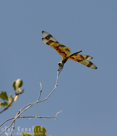 Halloween Pennant Dragonfly, Key Largo, Florida