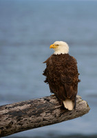 American Icon - Bald Eagle, Adak Island, Alaska