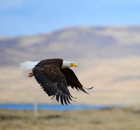 Away -- Adak Island, Alaska