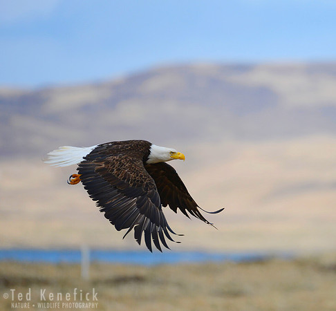 Away -- Adak Island, Alaska