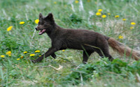Scurrying Away, Arctic Fox, St. Paul Island, Alaska