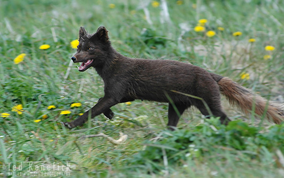 Scurrying Away, Arctic Fox, St. Paul Island, Alaska