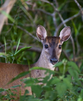 Brocket Deer, The Pantanal, Brazil