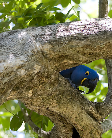 Peeking Out -- Hyacinth Macaw, The Pantanal, Brazil