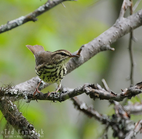 Northern Waterthrush Poses, Okanogan County, Washington