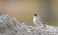 Dark-faced Ground-Tyrant, Ushuaia, Argentina