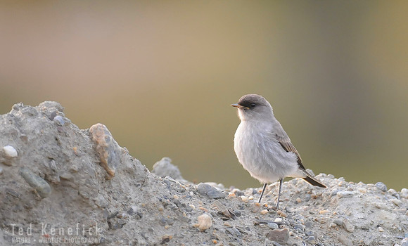 Dark-faced Ground-Tyrant, Ushuaia, Argentina