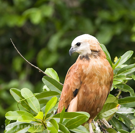 Watching the River, Black-colllared Hawk, The Pantanal, Brazil