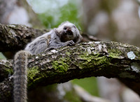 Baby Common Marmoset near Salvador, Brazil
