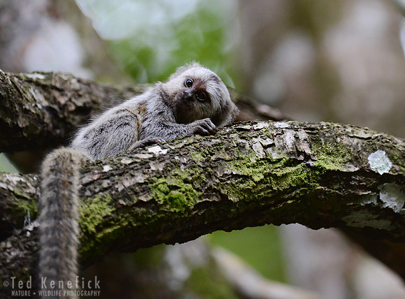 Baby Common Marmoset near Salvador, Brazil