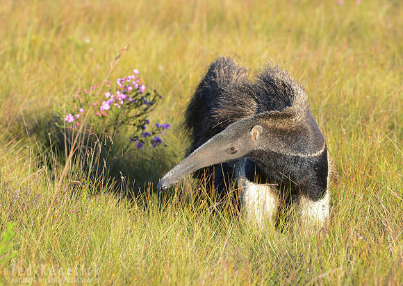 Giant Anteater with Flowers, Serra da Canastra, Brazil