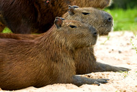 Capybara, The Pantanal, Brazil