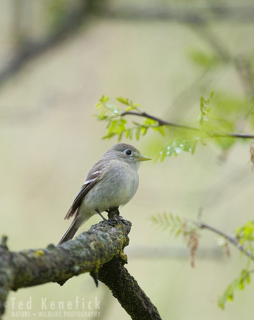 Western Flycatcher, Washtucna, Washington
