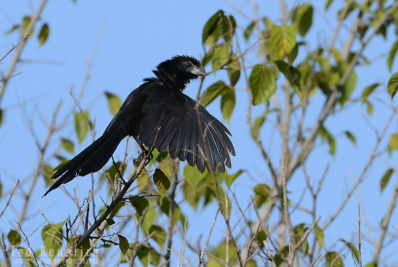 Wings to the Sun, Groove-billed Ani, Guanacaste, Costa Rica