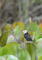 Black and White and Green - White-headed Marsh-Tyrant, Brazil