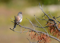 Dark-eyed Junco, Late Summer, Yellowstone National Park, Montana