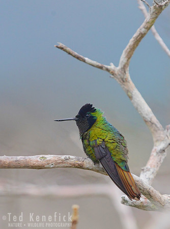 Hooded Visrobearer, Lencois, Brazil