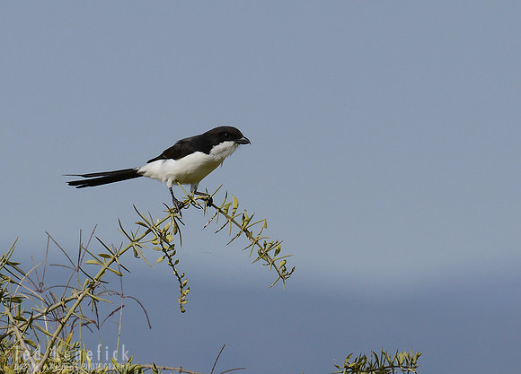 Long-tailed Fiscal in Thornscrub - Amboseli National Park, Kenya