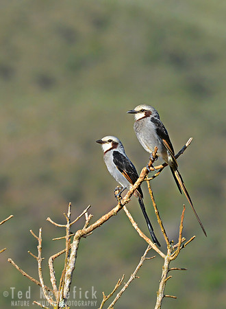 Pair of Streamer-tails, Serra da Canastra, Brazil