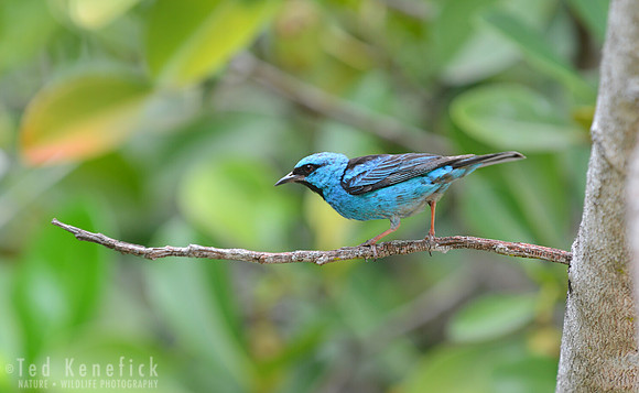 Blue Dacnis, Lencois, Brazil