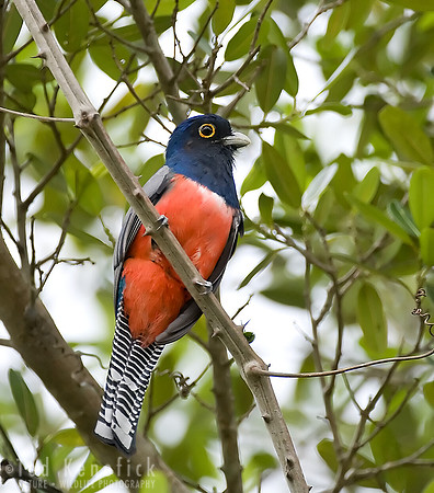 Surucua Trogon, The Pantanal, Brazil