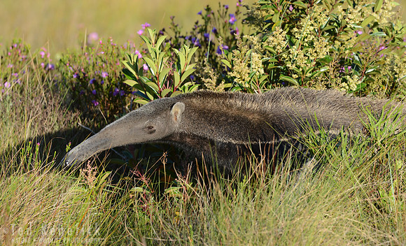Giant Anteater in Flower Patch, Serra da Canastra, Brazil