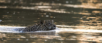 Crossing the Cuiaba -- Jaguar, The Pantanal, Brazil