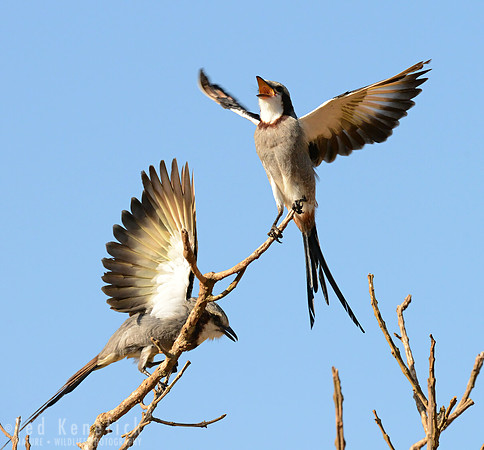 Display --  Streamer-tailed Tyrants, Serra da Canastra, Brazil