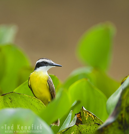 Lesser Kiskadee in Cuiaba River Wetland, Brazil