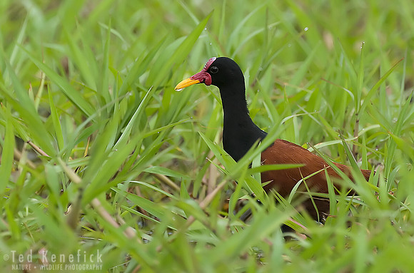 Wattled Jacana in Wet Grass, Cuiaba River, The Pantanal, Brazil