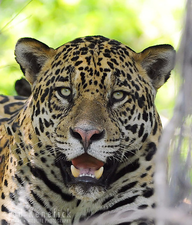 Jaguar Close-up, Cuiaba River, the Pantanal, Brazil