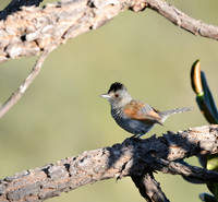 Black-capped Antshrike, Serra da Canastra, Brazil