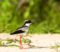 Beach Elegance, Capped Plover, Cuiaba River, The Pantanal, Brazil