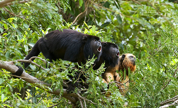 Black-and-Gold-Howler Monkeys - The Pantanal, Brazil