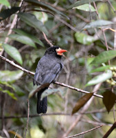 Black-fronted Nunbird, Itacare, Bahia, Brazil