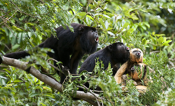 Howl -- Black-and-gold Howler Monkeys. The Pantanal, Brazil
