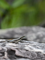 Brazilian lizard at Lencois
