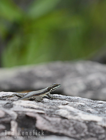 Brazilian lizard at Lencois