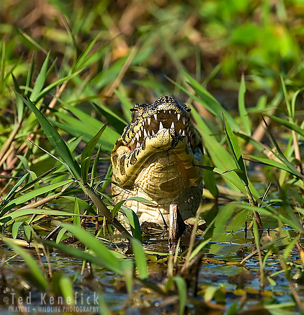 Business End of Jacare Caiman, The Pantanal, Brazil