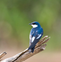 Blue-and-white Swallow, the Pantanal, Brazil