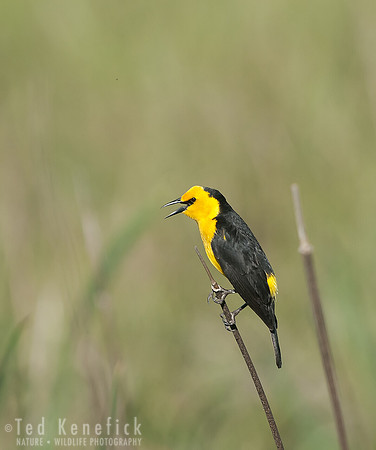 Saffron-cowled Blackbird, Gualeguaychu, Argentina