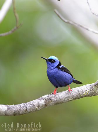 Red-legged Honeycreeper Portrait, Itacare, Brazill