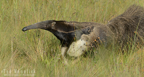 Giant Anteater, Serra da Canastra National Park, Brazil