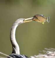 Anhinga with Piranha, The Pantanal, Brazil