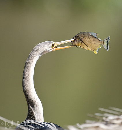 Anhinga with Piranha, The Pantanal, Brazil