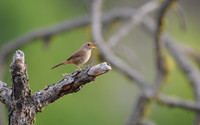 Belting it Out -- House Wren, Okanogan County , Washington
