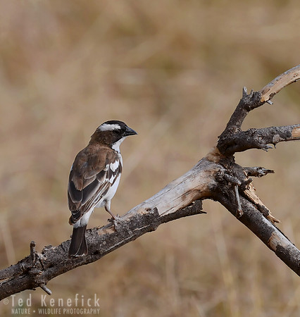 Savanna Brown - Buffalo Sparrow-Weaver, Amboseli, Kenya